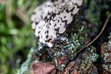 Nature in Macro