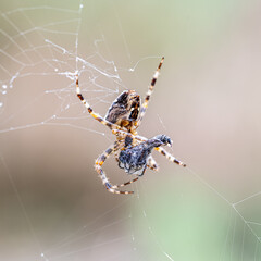 Nature in macro