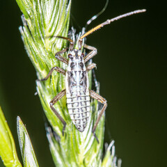 Nature in macro
