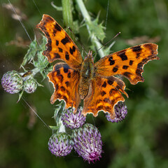Nature in macro