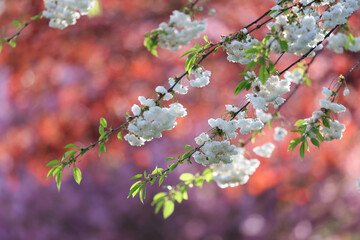 Hanami, flowering japanese cherry blossoms Sakura in spring with stunning flowers on the tree branches with beautiful bokeh.