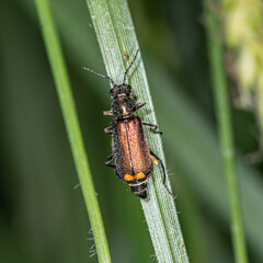 Nature in macro