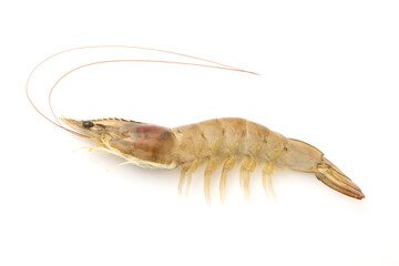 Fresh shrimp isolated on white background ,top view ,flat lay.