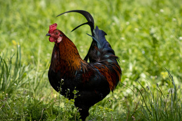 rooster in the grass