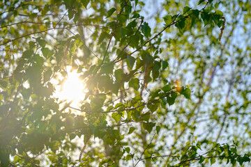 Bright sunlight breaking through green foliage birch tree.