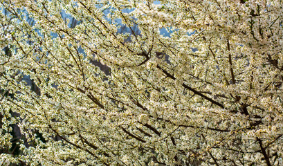 a splendid bloom in spring