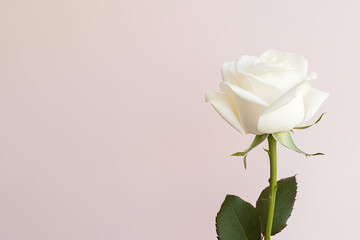 Beautiful white rose on pink background with copy space. Created with Generative AI Technology