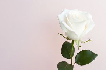 Obraz premium Beautiful white rose on pink background with copy space. Created with Generative AI Technology