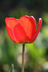 one single red tulip in a spring garden