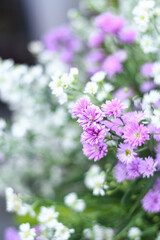 bunch of Gypsophila (Baby's-breath flowers), white and violet babys breath flower