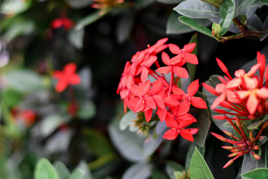 Bunga jarum or Ixora coccinea (also known as jungle geranium, forest flame or forest fire) is a species of flowering plant in the Rubiaceae family.