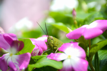 grasshopper (Melanoplus bivittatus) resting on the atharanthus roseus, known as bright eyes, Cape periwinkle, Madagascar periwinkle