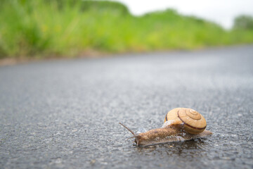 カタツムリ