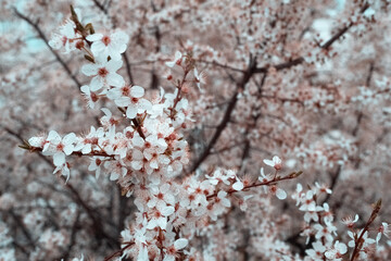 white blossom flowers on the branch