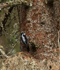 Eurasian three-toed woodpecker (Picoides tridactylus) male in the forest looking for food in spring.