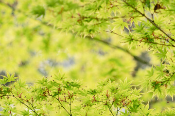 Beautiful young green laves of an Acer palmatum, commonly known as Japanese maple or palmate maple tree in spring with blurred background 