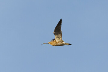 Eurasian curlew (Numenius arquata) flying in the sky in spring.	

