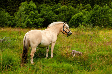 Obraz na płótnie Canvas horse at the edge of the forest on pasture