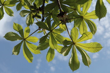 Chestnut leaves against the blue sky