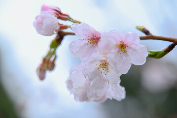 雨の中の桜