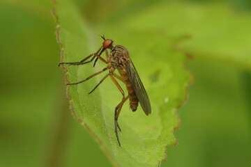 Closeup on Empis livida fly sitting on a green leaf