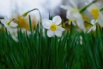 White flowers in the grass