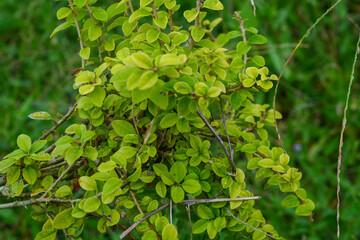 View of withered trees and green meadow in the morning in Wonosobo city park, Indonesia