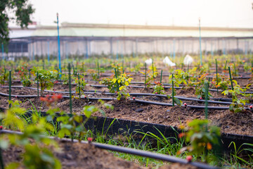 Rose garden. Growing roses in a drip irrigation system. Modern flower industry.