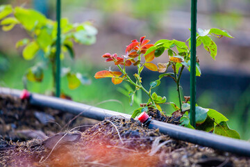 Drip irrigation system in the agricultural garden. Water system. Agricultural industry. Water pipes...