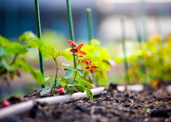 Drip irrigation system in the agricultural garden. Water system. Agricultural industry. Water pipes and drip heads. Taking care of trees with a modern water system.