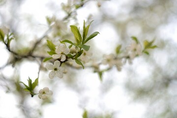 Spring flowering of fruit trees.