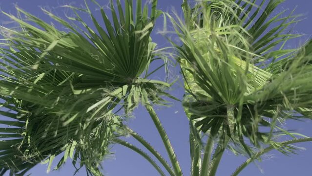  green palm trees swaying in the wind, leaves foliage over blue sky on tropical jungle island, summer vibe, traveling to warm countries. Generative AI