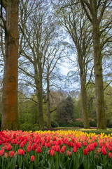 colorful dutch tulip fields