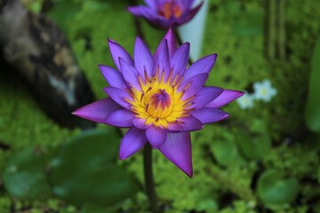 Blue Water Lily Flowers