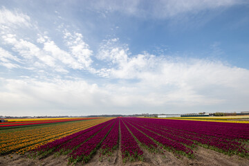 Fototapeta na wymiar colorful dutch tulip fields