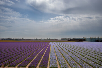 colorful dutch tulip fields