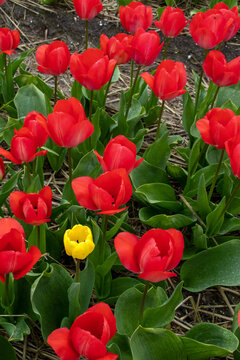yellow tulip between reds, different and special