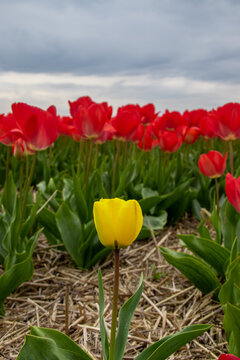 yellow tulip between reds, different and special