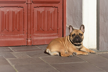 Fawn french bulldog lying down on the street. Dog breed.