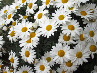 Fototapeta premium Cespuglio vigoroso di fiori di margherita con petali luminosi e polline giallo