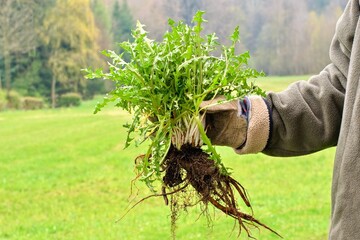 Gardeners hand holding a weed bunch, dandelion plant with large roots system. - obrazy, fototapety, plakaty