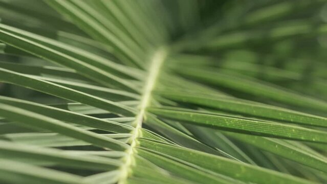palm leaves foliage lush green tropical background texture in jungle island. Generative AI