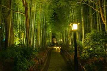 Bamboo forest path in Shuzenji, izu, Japan