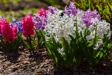 Beautiful hyacinthus blossoms in spring garden on beautiful spring background. Hyacinthus orientalis is a small genus of bulbous