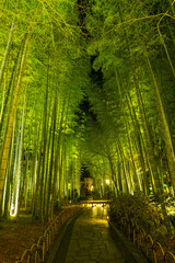 Obraz premium Bamboo forest path in Shuzenji, izu, Japan