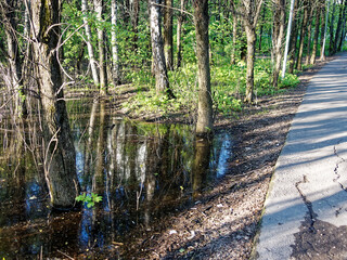 Fototapeta na wymiar A huge puddle in the park among the trees