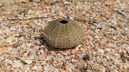 sea urchin shell on sand