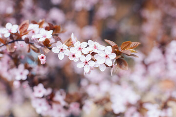 Spring cherry blossoms on a tree branch