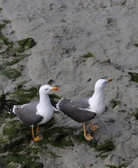 Fototapeta premium A couple of gulls
