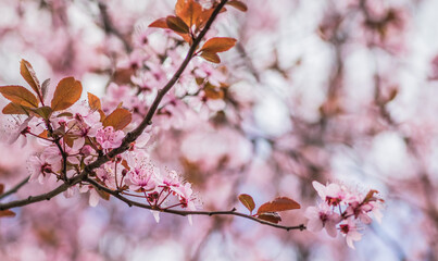Blooming delicate pink flowers in early spring Blut-Pflaume. Prunus cerasifera 'Nigra', Familie: Rosaceae. Branches of cherry blossoms on a sunny day with blue sky on background.